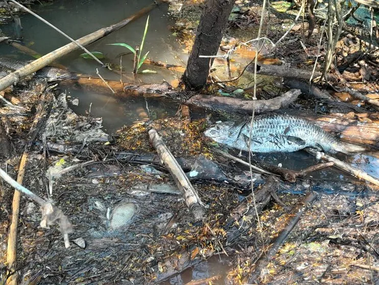 Peixes encontrados mortos neste domingo (14)