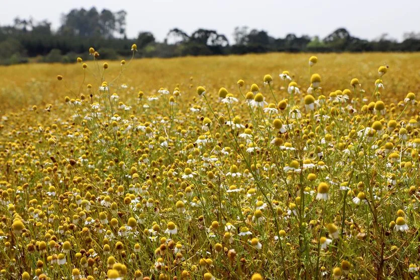 Plantação de camomila em Mandirituba no Paraná