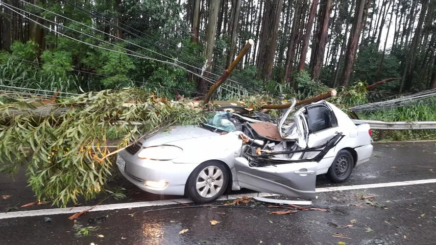 Veículo foi atingido pela árvore durante temporal