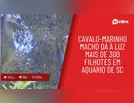 Cavalo-marinho macho dá à luz mais de 300 filhotes em aquário de SC
