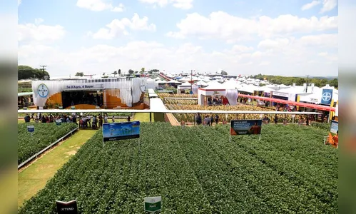 Gripe aviária: PR renova proibição de aves em eventos agropecuários
