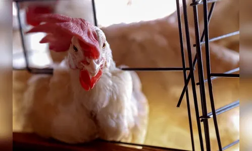 Conseagri pede ao Ministério rigor nas regras contra influenza aviária