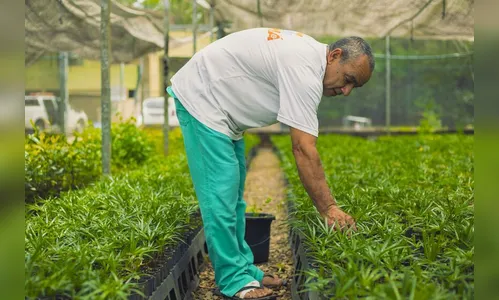 PR: IAT promove atividade ambiental gratuita em 'fábrica de restinga'