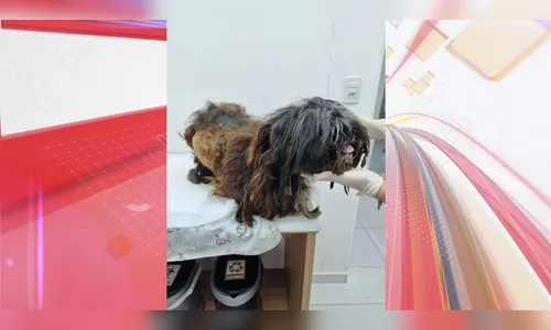 Homem é preso por mutilar cães com canivete no Paraná