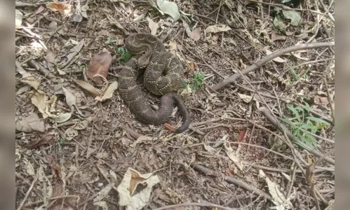 Cobra venenosa surge em quintal de residência e assusta moradores