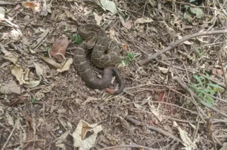 A serpente da espécie cascavel foi vista na tarde dessa sexta-feira (22)