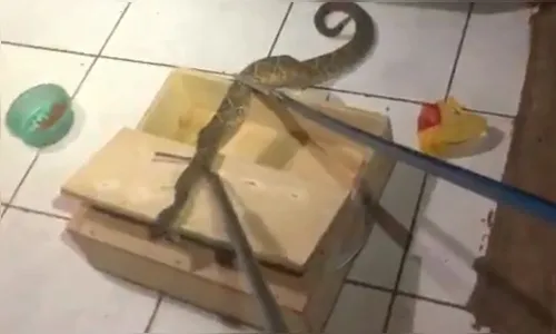 Família encontra cobra cascavel dentro de casa em Sarandi; veja vídeo