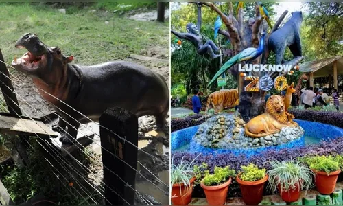 Hipopótamo escapa de jaula e mata zelador de zoológico