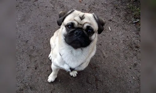Rapaz furta pug da prima e pede recompensa de R$ 2 mil no PR