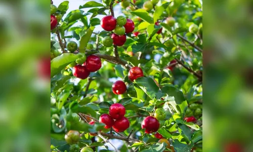 Agricultor se torna exemplo de sustentabilidade no Paraná