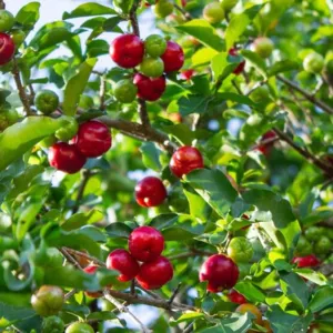 Acerola está entre as frutas produzidas por Cavalcanti