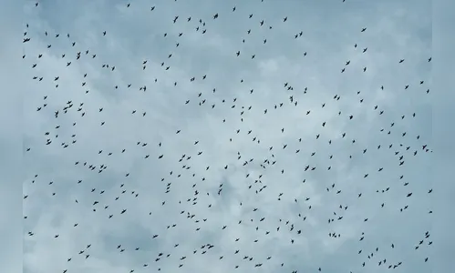 Biólogo diz que avanço da dengue ocorre após redução de andorinhas