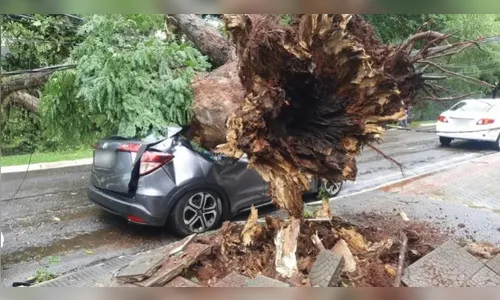 Árvore de grande porte atinge carro em Maringá durante vendaval