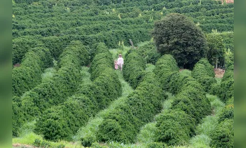 Banco do Agricultor Paranaense financia R$ 646 mi em 4.180 projetos