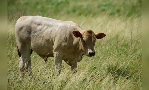 Criminosos abatem gado e furtam a carne do animal em Mauá da Serra