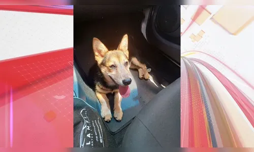 Moradora procura tutores de cachorra desaparecida em Apucarana