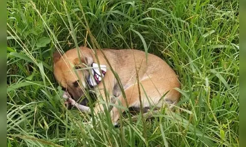 Cachorro fica ao lado do corpo do tutor que morreu atropelado no PR