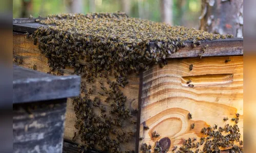 Caixas de abelhas são furtadas de residência em Marumbi