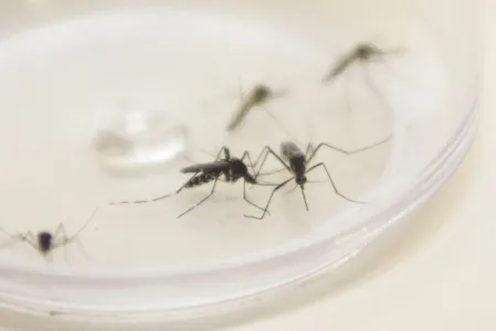 Cambira entrou em epidemia de dengue