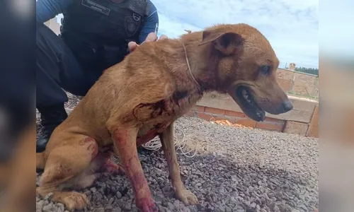 Homem é preso após esfaquear e tentar enterrar cachorro vivo no PR