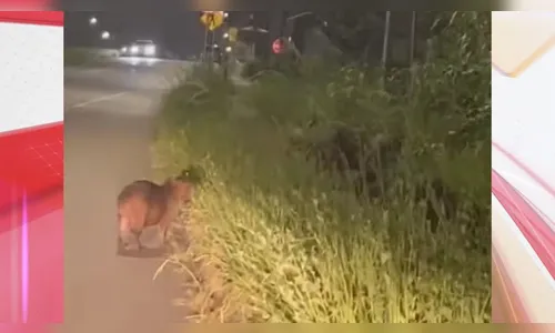 Motorista filma ‘família’ de capivaras em rodovia do Paraná