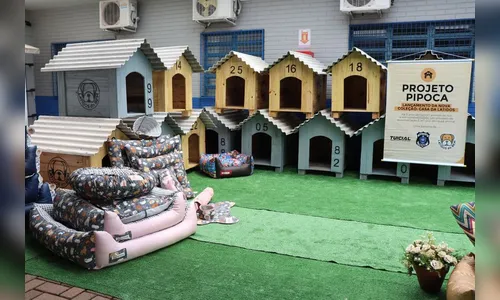 Detentos fazem 100 casinhas para cães resgatados das ruas no Paraná