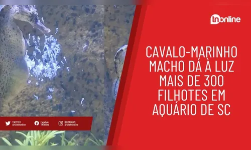 Cavalo-marinho macho dá à luz mais de 300 filhotes em aquário de SC