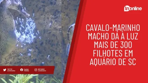 Cavalo-marinho macho dá à luz mais de 300 filhotes em aquário de SC