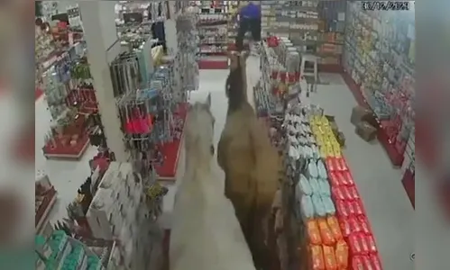Cavalos invadem farmácia e fazem bagunça; veja