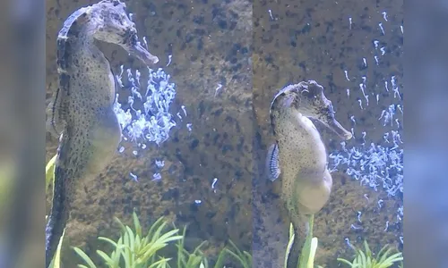 Cavalo-marinho macho dá à luz mais de 300 filhotes em aquário de SC