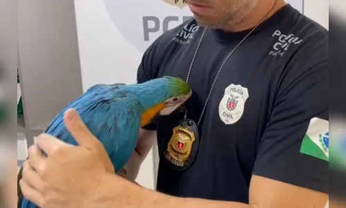 Arara canindé é resgatada e traficante de animais preso no Paraná