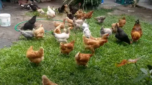 Foram levadas do quintal cinco aves