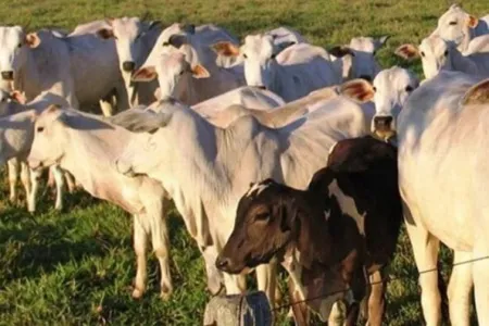 Foram levadas do sítio entre 10 a 20 cabeças de gado