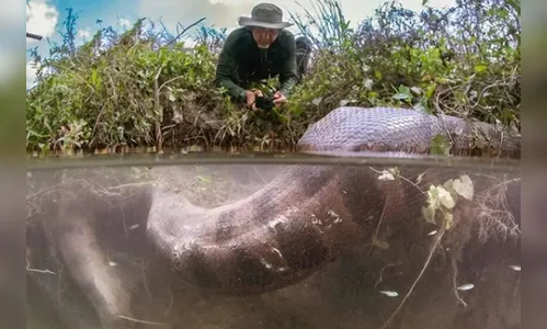Sucuri gigante é flagrada digerindo capivara no MS; veja