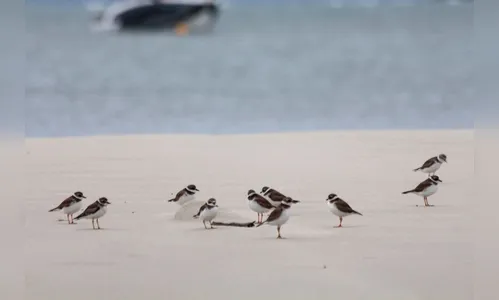 IAT abre temporada do 'Passarinhar Paraná' com tour pela Ilha do Mel
