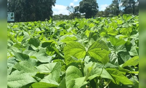 IDR-Paraná levará cultivares de feijão e soja para o Show Rural 2024