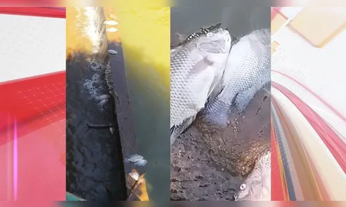 Moradora questiona mortandade de peixes no Lago Jaboti em Apucarana