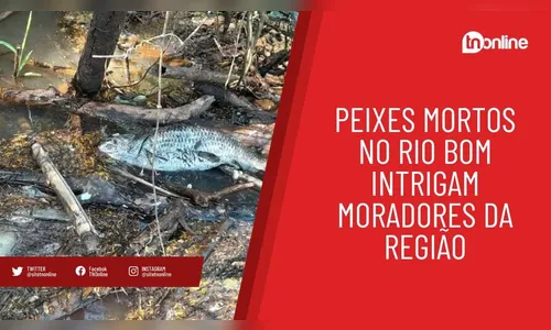Mortandade de peixes no Rio Bom chama a atenção de moradores