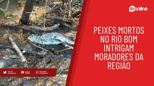 Mortandade de peixes no Rio Bom chama a atenção de moradores