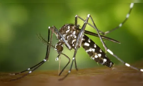 Brasil é o país com mais casos de dengue no mundo, alerta OMS