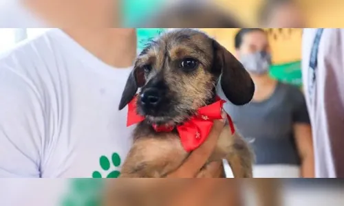 Maringá aplica mais de R$ 500 mil em multas por maus-tratos a animais