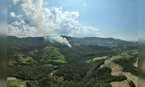 Paraná tem queda no desmatamento e aplica R$ 102,7 milhões em multas