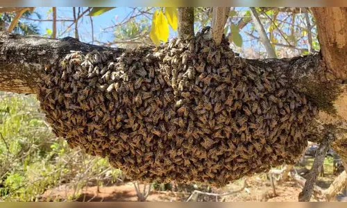 Apicultor morre em Jardim Alegre após ataque de abelhas