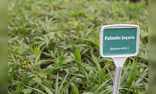 Quer uma muda de planta? Aplicativo do IAT chega à App Store; entenda