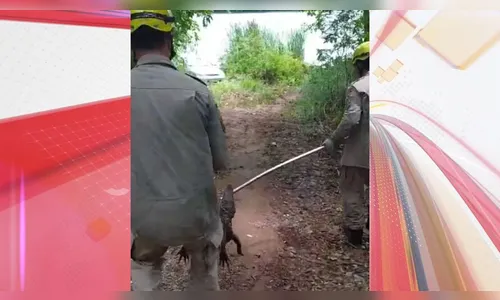 Jacaré 'dá trabalho' e é resgatado em estação de tratamento de esgoto