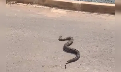 Jiboia recebe ajuda da PRF e 'para o trânsito' para atravessar rodovia