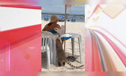 Pega ladrão! Quati é flagrado 'furtando' pacote de batatas e viraliza