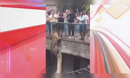 Onça-pintada escala parede de recinto e assusta visitantes; veja vídeo