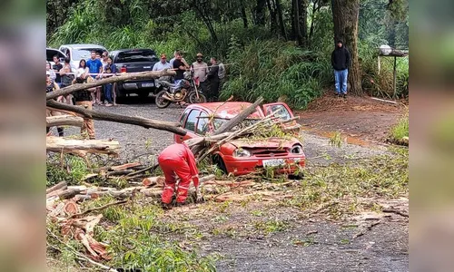 Árvore cai em cima de carro durante temporal e mata homem de 36 anos