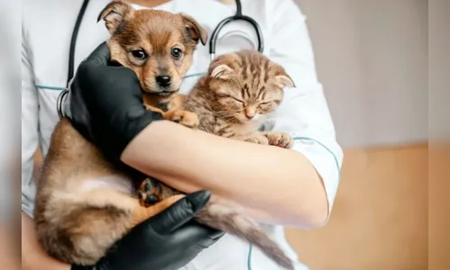 Mutirão de castração gratuita acontece em Apucarana; saiba mais